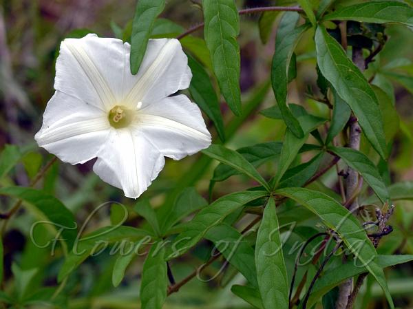 Five-Leaf Morning Glory